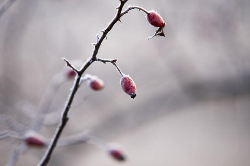 Ratgeber Februar